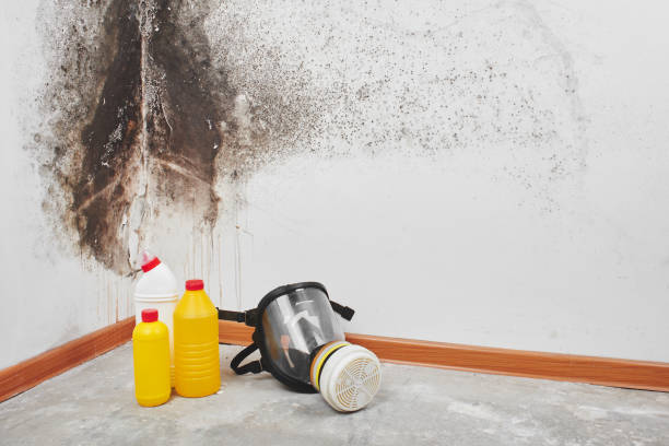 Attic Mold Removal in Melbourne, AR