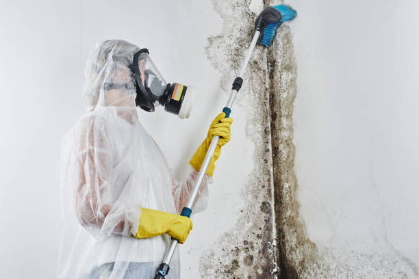 Best Local Mold Removal Service  in Melbourne, AR