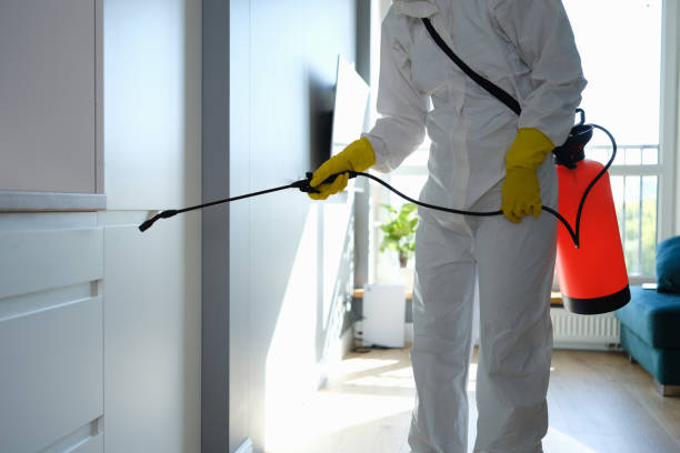 Best Home Mold Removal  in Melbourne, AR
