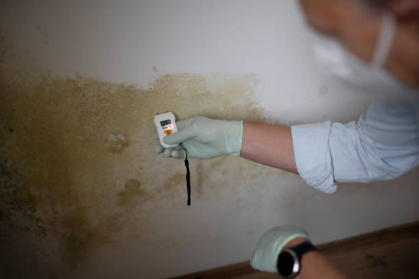 Best Office Mold Removal Services  in Melbourne, AR