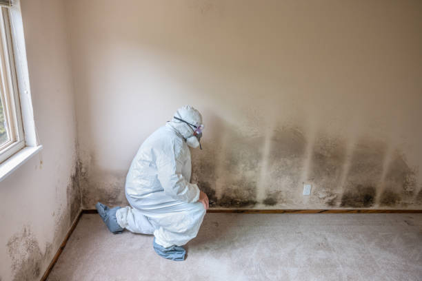 Best Mold Cleaning Services  in Melbourne, AR