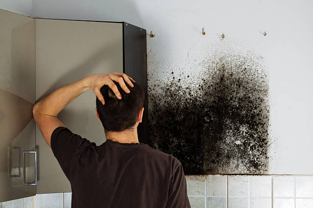 Best Mold Testing  in Melbourne, AR