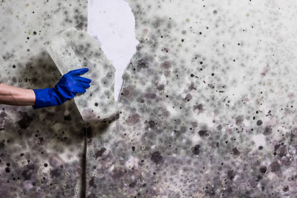 Best Mold Damage Repair  in Melbourne, AR