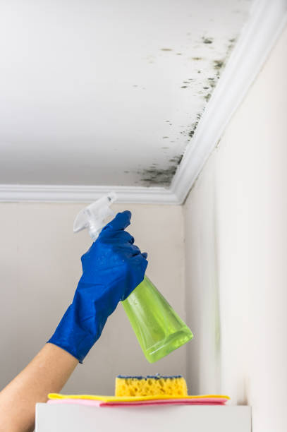 Best Commercial Mold Removal  in Melbourne, AR
